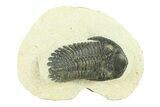 Bargain, Hollardops Trilobite Fossil - Ofaten, Morocco #287538-2